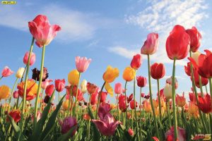 ปริ้นวอลเปเปอร์สำหรับงานตกแต่ง