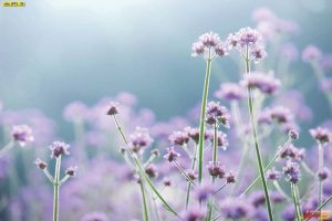 ผลิต Wallpaper สำหรับงานตกแต่ง